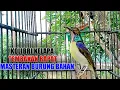 Download Lagu Tembakan kolibri kelapa | manggar gacor buat masteran burung bahan agar cepat buka paruh