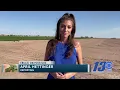 Yuma cannabis jobs expanding in ever growing marijuana industry