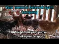 Download Lagu Cara Beternak Ayam Kampung Untuk Pemula Yang Masih Punya Pekerjaan Utama