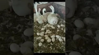 ماشاء الله غزارة الانتاج في الوز الصيني دندنها