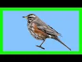 Lagu Redwing Song! Redwing Call! Redwing Chirp! Redwing Singing! - Zorzal Alirrojo Canto - Turdus Iliacus