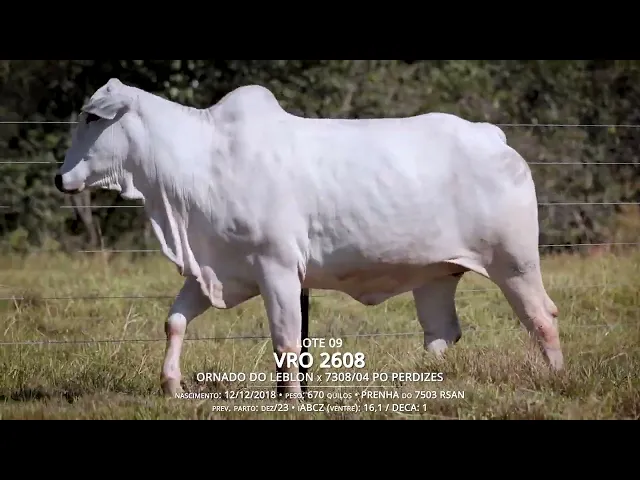 Vaca Nelore VRO-2608