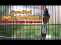 Download Lagu Pancingan GACOR Murai Batu EMOSI Bongkar Isian cililin kenari katem prenjak 100%Efektif bikin NGAMUK