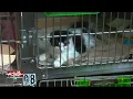 Nearly 100 Animal Seized At Rapid City Pet Store