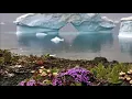 Download Lagu v︖rv︖l - *✻H+3+ЯД✻*7luCJIo0T6...| Super slowed | Flowers are bloom in antarctica