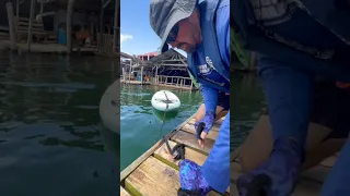 Stand-Up Paddleboarding to get Groceries #sailingbyefelicia #standuppaddleboarding