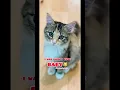 Download Lagu I was such a cute BABY 🐱 #shorts #baby #cute #mikathefluffy #catvideos #funny #funnycats