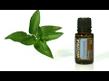 doTERRA Peppermint Oil Uses and Benefits