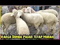 Download Lagu Harga Domba Pasar Tetap Murah. Pasar Glenmore Banyuwangi Jatim