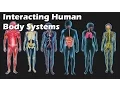 Interacting Human Body Systems