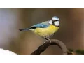 Lagu Alarm call behaviour in Birds: Blue Tit anti-predator behaviour