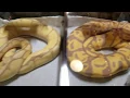 My setup at the Jackson TN Exotic pet Expo