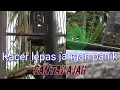 Download Lagu Cara menangkap burung kacer lepas tanpa pikat