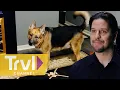 Pets vs Ghosts Paranormal Caught on Camera Travel Channel