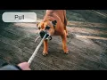 Pull Word Pronunciation - Read Along Australian Accent Picture Dictionary English