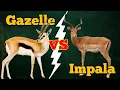Gazelle vs Impala Who s the Real Speed King of Africa