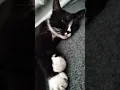 Download Lagu Huffs and puffs. Tasya's cats.😻. #tasya #cat . @Funny_a