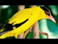 Download Lagu Suara pikat burung kepodang mas jitu