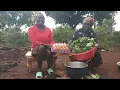 Lagu Cooking breakfast, eggs 🥚,kunde leaves and ugali  on a rainy morning 