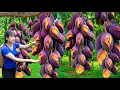 Download Lagu Amazing! Harvesting sweet giant mango - How to make traditional fruit Biscuit and Delicious Soup