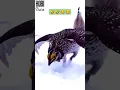 Download Lagu Tarian Gaib Burung, Keindahan Gerak yang Menghipnotis!