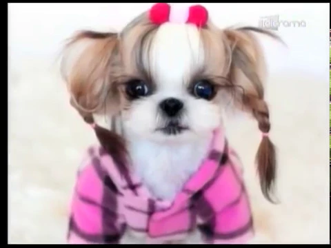 ¿Es recomendable vestir a la mascota?