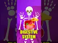 Let s Explore The Amazing Organs Inside Your Body