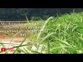 Download Lagu Story wa explore sawah