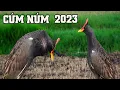 Download Lagu Tiếng Cúm Núm 2023 | Âm Thanh Tiếng Chim Gà Đồng Kêu | Gallicrex cinerea