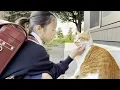 Lagu 学校から帰ったら必ず庭子猫に挨拶をする小学生の娘…♡【クウちゃんとジョア】