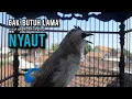 Download Lagu trucukan gacor TARUNG ROPEL PANJANG pancingan trucukan agar bunyi jadikan burung trucuk gacor EMOSI