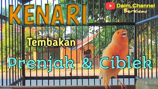 Download Kenari GACOR tembakan Ciblek dan Prenjak. MP3