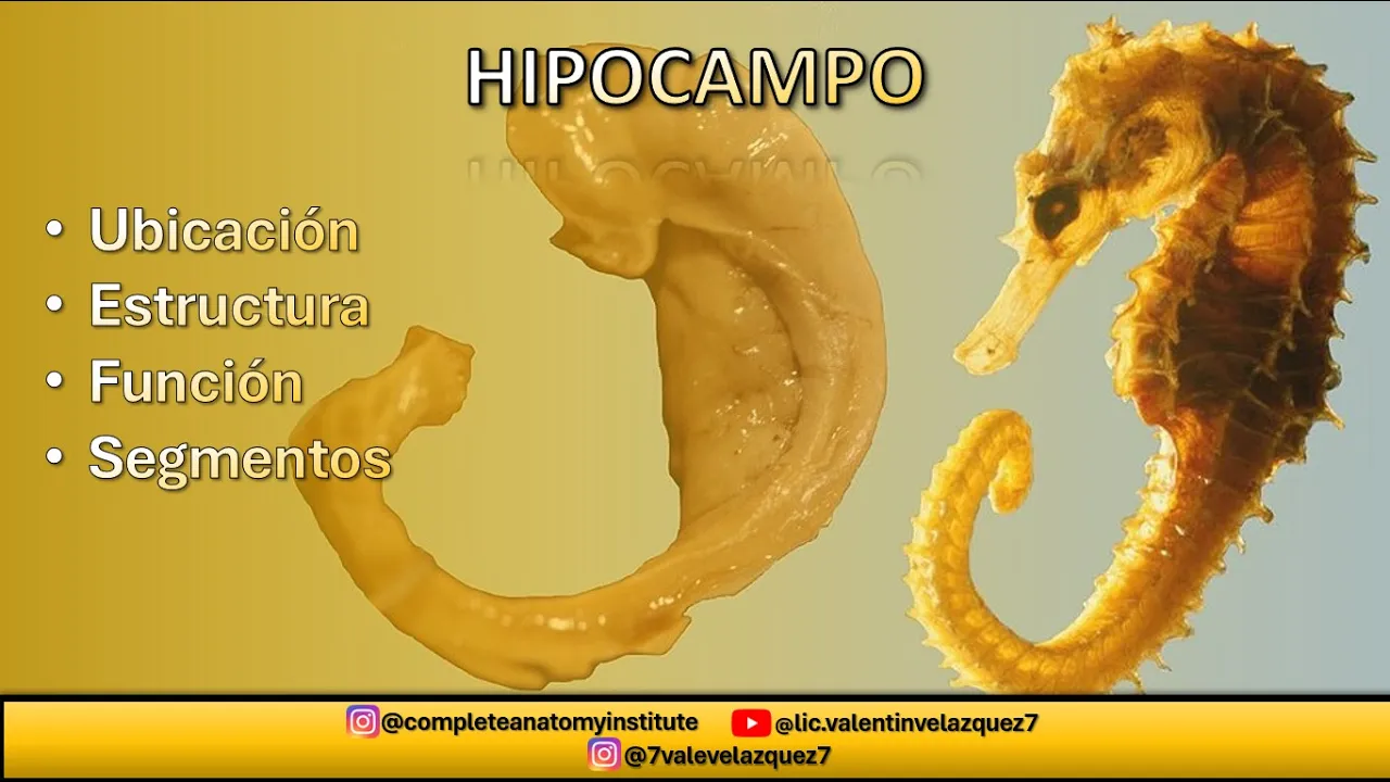 NEUROANATOMÍA | HIPOCAMPO (Formación hipocampal, giro dentado, fimbria del hipocampo)