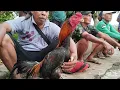 Lagu AYAM BANGKOK PASAR SUMPIUH SELALU BANYAK PILIHAN BOS