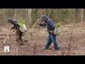 Planting Longleaf Pine The Longleaf Alliance
