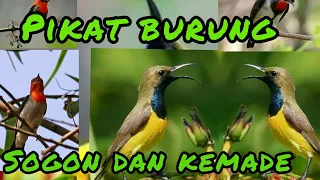 Download suara pikat burung sogok ontong,kolibri kelapa \u0026 kemade cabean MP3