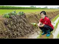 Download Lagu Full Video : Harvesting Giant Frogs In The Forest - Sold The Country Market - Grilled Delicious Frog