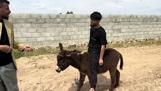 لما تجيب لابوك هدية   خليل وعلاء دندنها