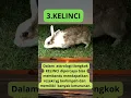 Download Lagu GAK NYANGKA.6 HEWAN PELIHARAAN YANG BAWA HOKI DAN KEBERUNTUNGAN PEMILIKNYA#shorts#shortsviral#