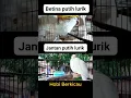Download Lagu Perkutut Putih Lurik Jantan \u0026 Betina