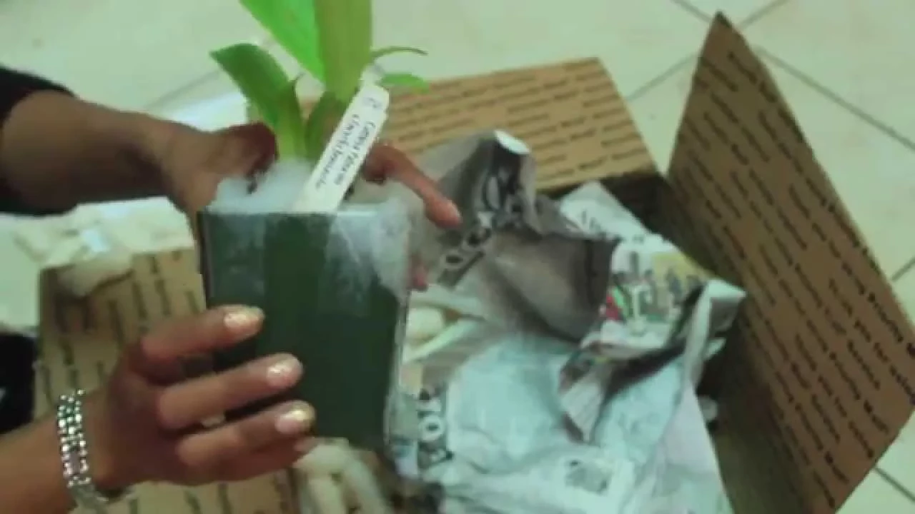 ORCHID EBAY HAUL/REVIEW & TIPS ORCHIDS FOR THE PEOPLE!