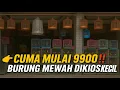 Lagu EDAN‼️ STOK BURUNG GACORAN DI KIOS INI BENER² DI LUAR NALAR! CUMA MULAI 9900‼️