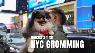 A NYC Dog Grooming Experience at Petco Union Square Life in NYC