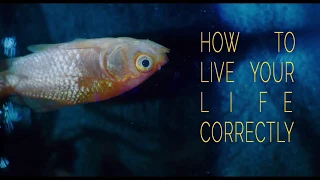 HOW TO LIVE YOUR LIFE CORRECTLY Trailer BFI Flare 2020 