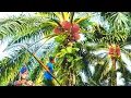 Download Lagu Banyak Buah Paling Sulit || Panen Sawit Di Pinggir Kilang Hasilnya Sungguh Luarbiasa