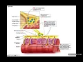 LBCC BIO60-Ch 6 The Muscular System