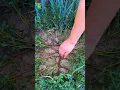 Download Lagu Purslane: The Superweed ---natural medicine #herbalmedicine #plantlover #herbal