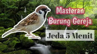 masteran burung gereja jeda 5 menit anti stres