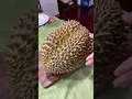 Download Lagu Trying durian as an adult