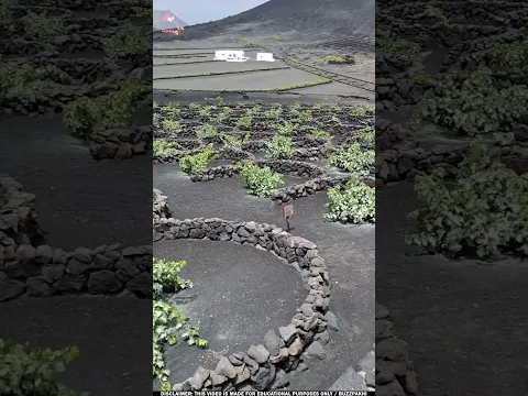 আগুনে পোড়া ছাইয়ে আঙুর চাষ দেখুন | Lanzarote farming #buzzpakhi #wildlife